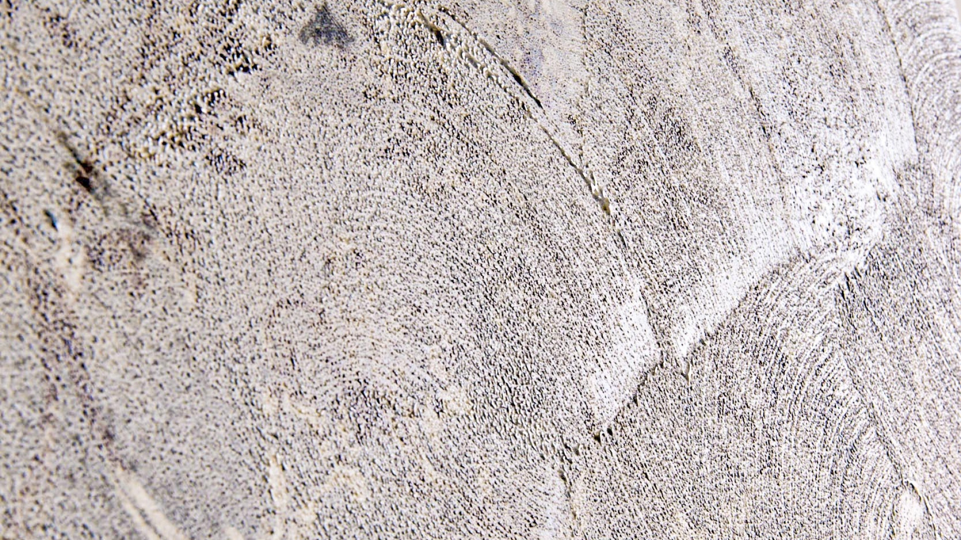 Saturnia Dettaglio